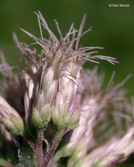 Image of Spotted Trumpetweed