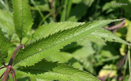 Image of Spotted Trumpetweed