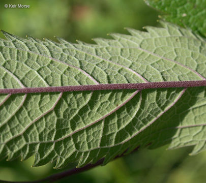 Sivun Eutrochium maculatum (L.) E. E. Lamont kuva