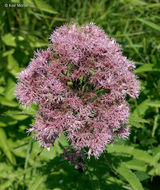 Image of Spotted Trumpetweed