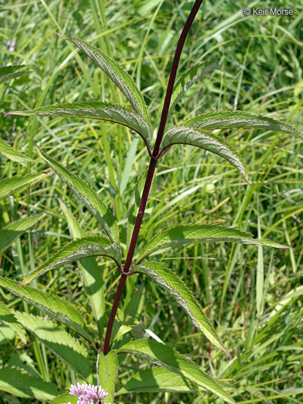 Image de Eutrochium maculatum (L.) E. E. Lamont