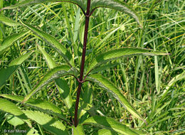 Image of Spotted Trumpetweed