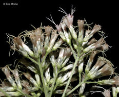 Image of Steele's eupatorium