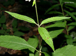 Image of Steele's eupatorium