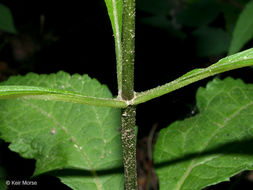 Image of Steele's eupatorium