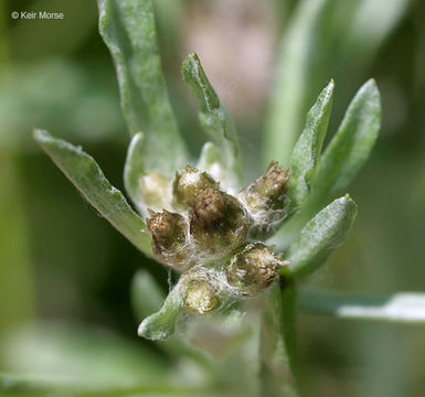 Plancia ëd Gnaphalium uliginosum L.