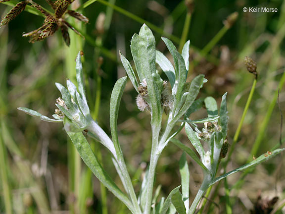 Image of Low cudweed