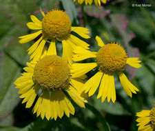 Plancia ëd Helenium autumnale L.