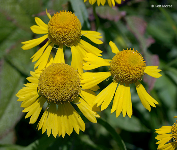 Plancia ëd Helenium autumnale L.