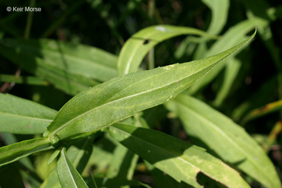 Image of common sneezeweed