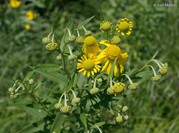 Plancia ëd Helenium autumnale L.