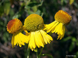 Image of common sneezeweed