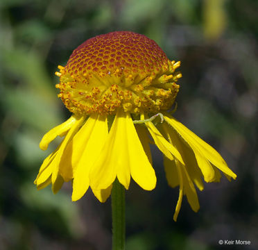 Image of common sneezeweed