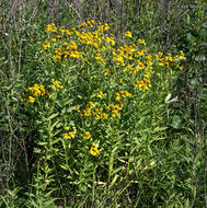 Image of common sneezeweed