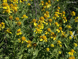 Image of common sneezeweed