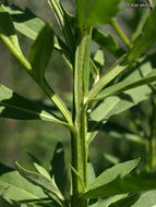 Image of common sneezeweed