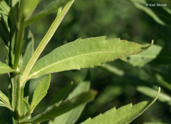 Image of common sneezeweed