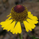 Imagem de Helenium flexuosum Rafin.