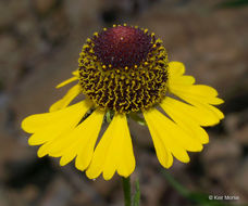 Imagem de Helenium flexuosum Rafin.