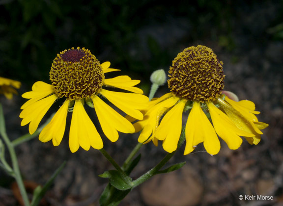 Imagem de Helenium flexuosum Rafin.