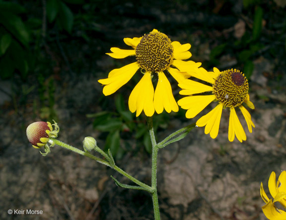 Imagem de Helenium flexuosum Rafin.