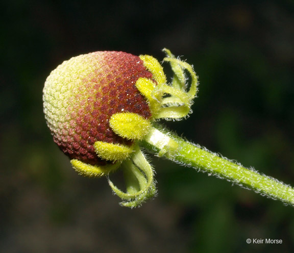 Imagem de Helenium flexuosum Rafin.