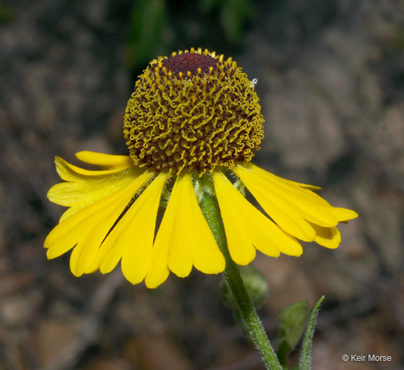 Imagem de Helenium flexuosum Rafin.