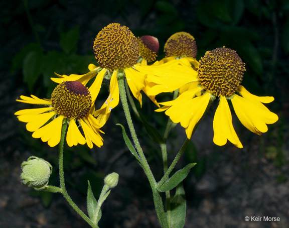 Imagem de Helenium flexuosum Rafin.