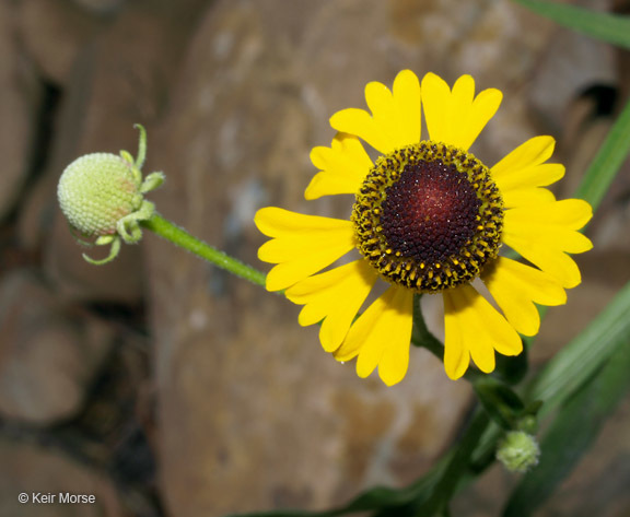 Imagem de Helenium flexuosum Rafin.