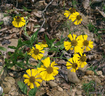 Imagem de Helenium flexuosum Rafin.