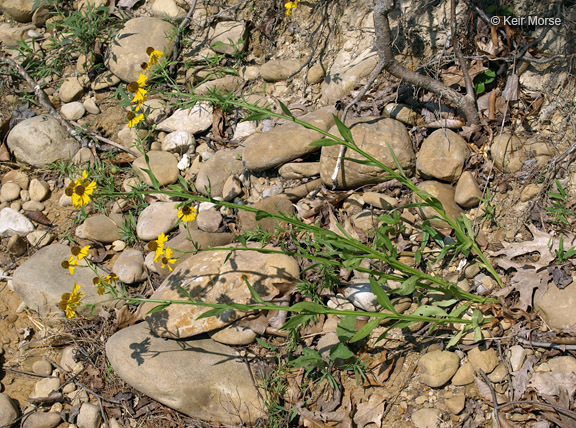 Imagem de Helenium flexuosum Rafin.