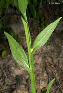 Imagem de Helenium flexuosum Rafin.