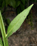 Imagem de Helenium flexuosum Rafin.