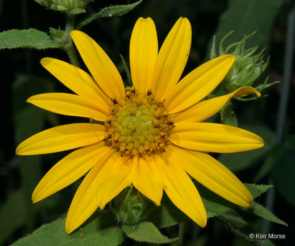 Image of woodland sunflower