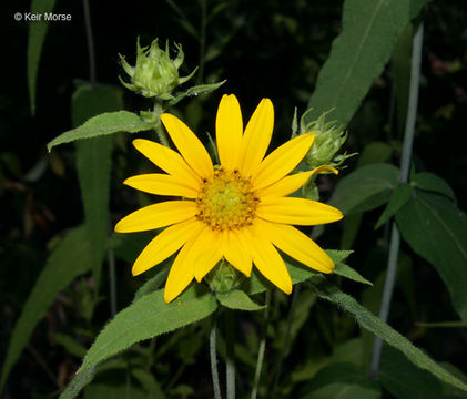 صورة Helianthus divaricatus L.