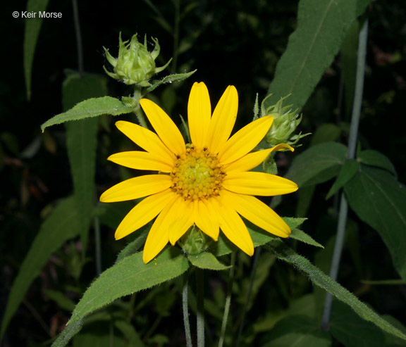 Image of woodland sunflower