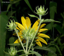 Image of woodland sunflower