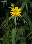 Image of woodland sunflower