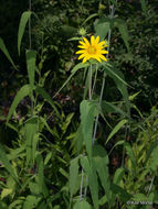 Image of woodland sunflower