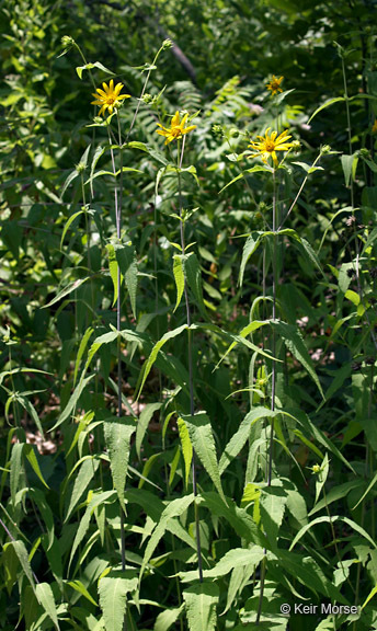 Image of woodland sunflower