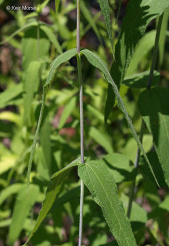 Image of woodland sunflower