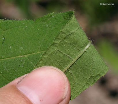 Image of woodland sunflower