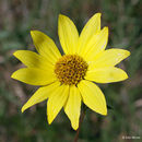 Imagem de Helianthus giganteus L.