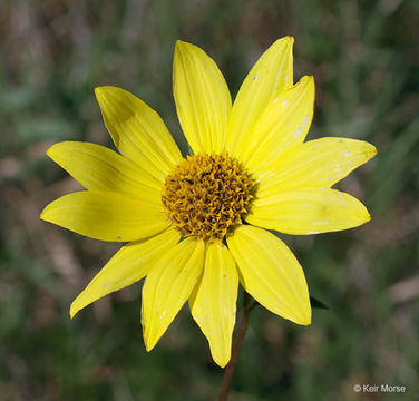 Image of giant sunflower