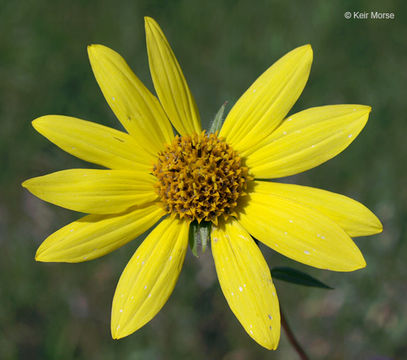 Image of giant sunflower