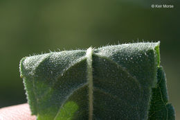 Image of giant sunflower