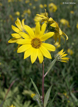 Image of giant sunflower