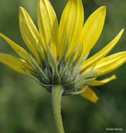 Image of giant sunflower