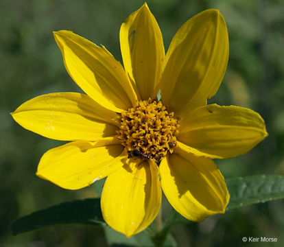 Слика од Helianthus hirsutus Rafin.