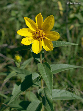 Слика од Helianthus hirsutus Rafin.